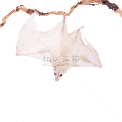 水果蝙蝠,埃及,分离着色,白色,丝状病毒,白化病者,垂直画幅,野生动物,折叠的,无人