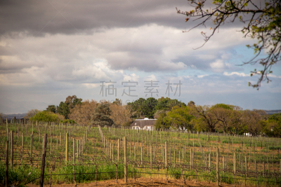 开普荷兰式,葡萄园,葡萄酒,天空,水平画幅,无人,夏天,户外,饮料,彩色图片