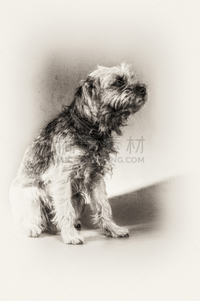 博德猎狐犬,梗犬,狗,美术肖像,动物毛发,黑白图片,垂直画幅,机敏,无人,侧面像