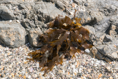 褐色,海滩,海藻灰,自然,水,美国,水平画幅,沙子,无人,蓝色