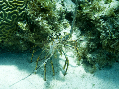 加勒比龙虾,岩石,格林纳丁斯,龙虾,自然,无脊椎动物,式样,水平画幅,动物斑纹,特写