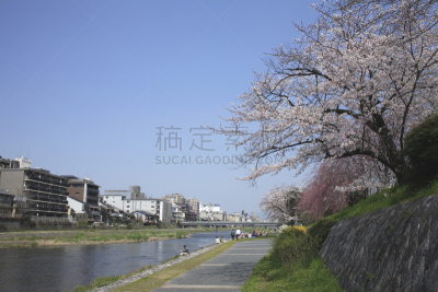 樱花,京都府,东山区,鸭川,水平画幅,无人,亚洲,日本,近畿区域,河流