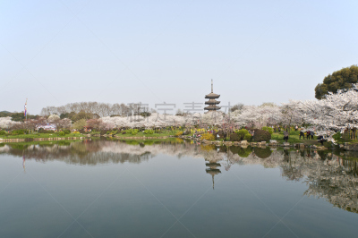 公园,樱花,地形,自然,水平画幅,无人,日本,当地著名景点,户外,春天