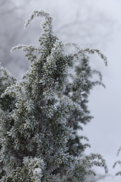 冬天,水滴,枝,背景,自然美,刺柏属丛木,雪,垂直画幅,化妆用品