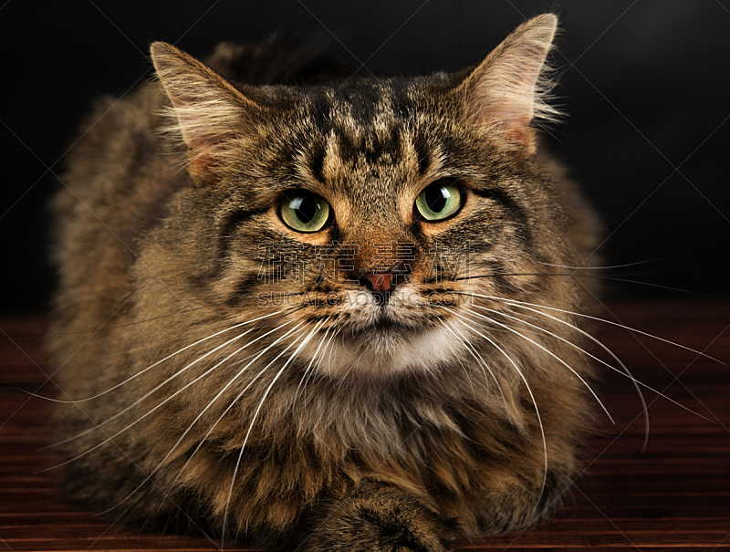 长毛猫 长毛猫图片 长毛猫素材下载 稿定素材
