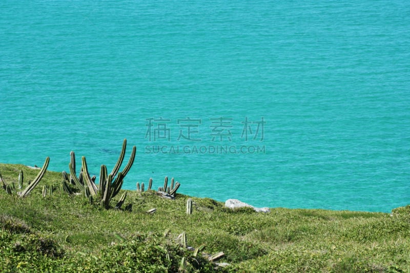 仙人掌,海洋,卡博 阿拉伊阿尔,热,热带气候,树荫,色彩鲜艳,植物,巴西,户外