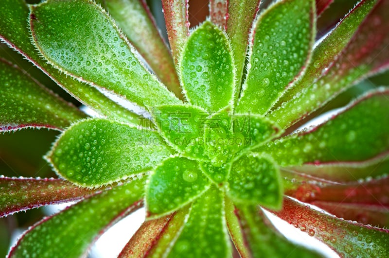 紫叶莲花掌,莲花掌属,景天科,石莲花,景天科拟石莲花属植物,长生花,水平画幅,无人,特写,植物