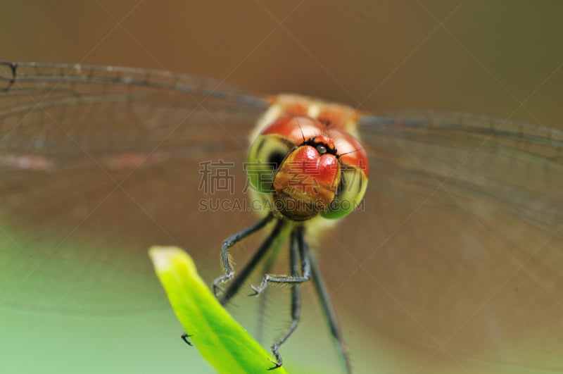 蜻蜓,日本,红松,复眼,正面视角,留白,水平画幅,动物身体部位,夏天,特写