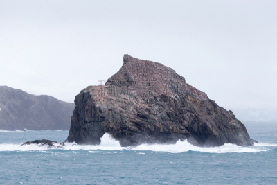 象岛,海岸线,波音达猎犬,野外动物,水,水平画幅,雪,户外,全球通讯,地球形