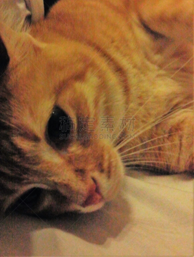 野生猫科动物,垂直画幅,韩国,可爱的,无人,黄色,动物,特写,猫眼眼镜,朝鲜半岛