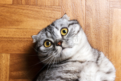 特写,猫,英国,惊奇,留白,室内地面,揭幕赛,猎熊犬,恐怖,动物头