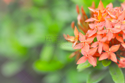 伊克索拉,茜草科,水平画幅,雄蕊,无人,木兰纲,泰国,龙胆目,红色,植物