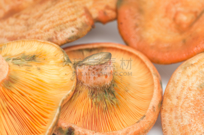 食用菌,褐色,水平画幅,素食,无人,绘画插图,特写,毒蘑菇,真菌,伞形毒菌