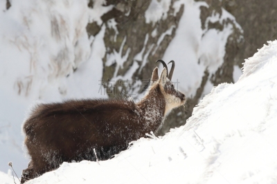 Chamois (Rupicapra rupicapra) in the winter Vosges Mountains, France