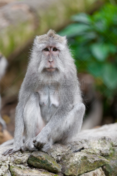 猴子,森林,巴厘岛,bay colobus monkey,长尾猕猴,猕猴,驯养动物,香蕉树,贪欲,垂直画幅
