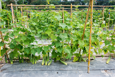 园艺,户外,种植园,农场,黄瓜,背景,水平画幅,塑胶,研磨食品,泰国