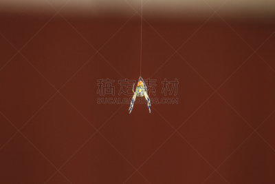 蜘蛛,捕猎行为,自然,野生动物,水平画幅,花园蜘蛛,蜘蛛纲,节肢动物,夏天,户外