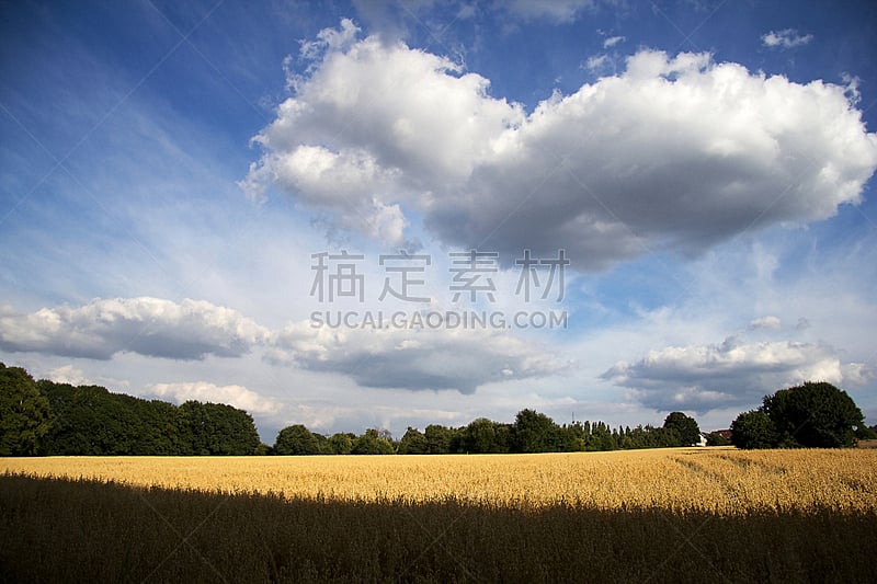 燕麦,田地,自然,天空,饮食,风,水平画幅,地形,蓝色,湿