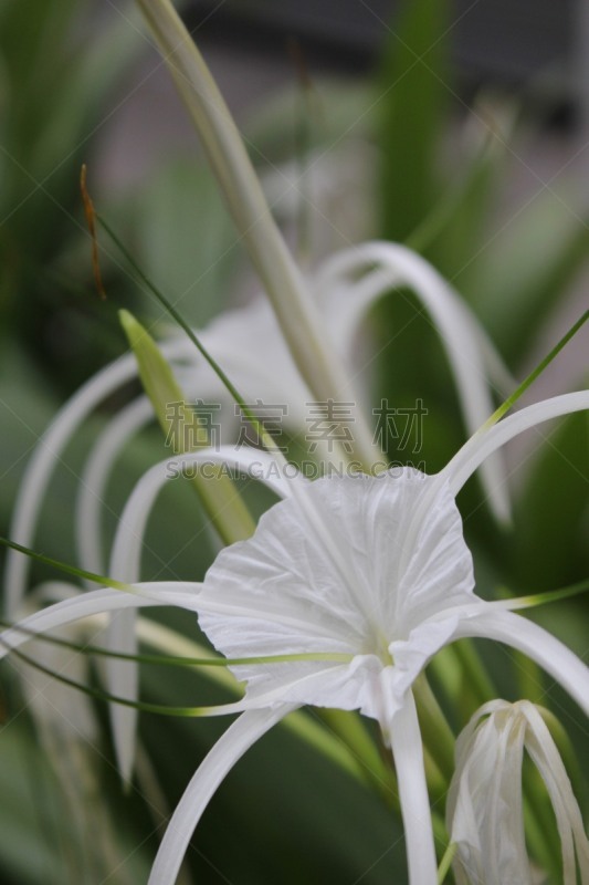 白色,蜘蛛,自然,垂直画幅,绿色,睡莲,无人,九头蛇沙参,户外,自然美