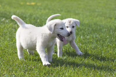 牧羊犬,幼小动物,阿卡巴士犬,选择对焦,水平画幅,进行中,安纳托利亚,无人,动物身体部位,夏天