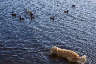 金毛寻回犬,湖,狗,纯种犬,鸭子,key bridge,水,太空,寻回犬,水平画幅