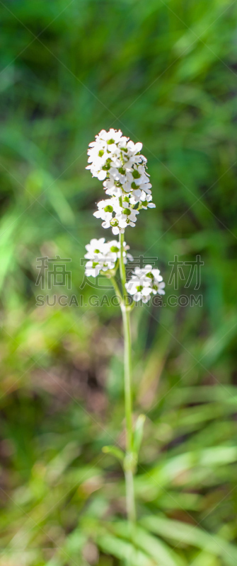 春天,前景聚焦,自然美,垂直画幅,水,留白,情人节,家庭生活,夏天,草