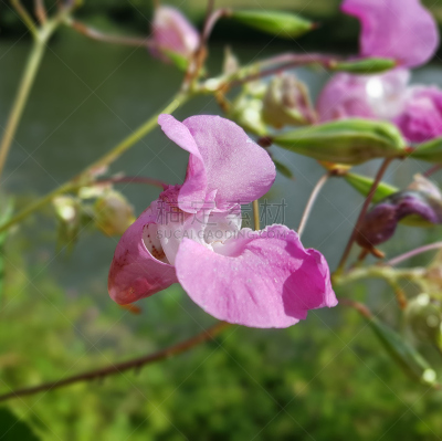 凤仙花属植物,观赏宝石草,水生植物,水平画幅,无人,花序,花头,鲜花盛开,德国,草药