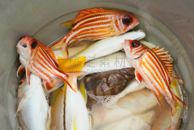 红笛鲷,清新,自然,饮食,笛鲷,水平画幅,小的,无人,海产,淡水鱼