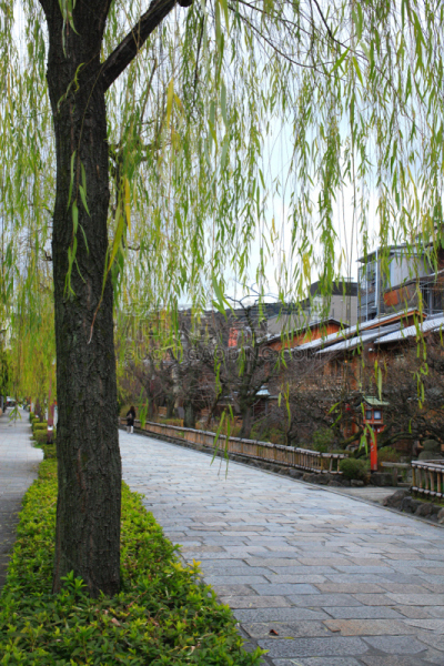 白川乡,街道,南,祗园,柳树,亚洲,垂直画幅,城镇景观,图像,餐馆