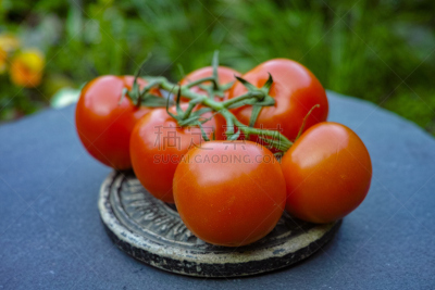鳄梨,有机食品,熟的,健康食物,种植园,绿色,代谢综合症,绿酱,果园,寿司