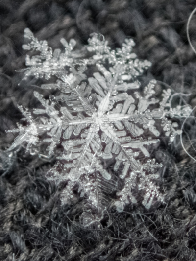 特写,雪花,水晶,转移打印,冰晶,魁北克,垂直画幅,选择对焦,水,形状