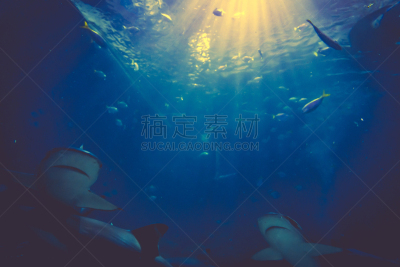 鲨鱼,水下,阳光光束,鲍鱼,瓜德罗普岛,笼子,剃刀,水平画幅,动物身体部位,风险