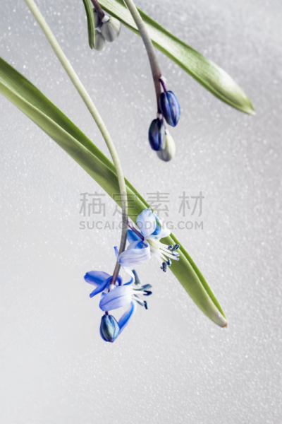 水,斯库拉,水滴,脆弱,背景,樱草花,照明设备,西伯利亚,深情的,垂直画幅