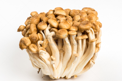 姬菇,白色,自然,褐色,水平画幅,孢子,素食,特写,毒蘑菇,植物茎