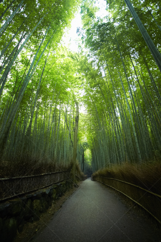 笋,京都府,森林,垂直画幅,京都市,隧道,无人,亚洲,日本,单车道