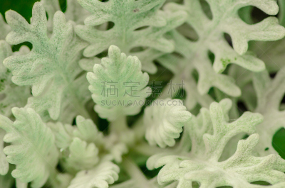 银叶菊,植物,狗舌草,千里光,瓜叶菊,茂密的,水平画幅,形状,银色,无人