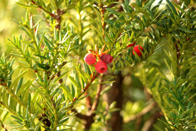 Taxus cuspidata‘Nana’