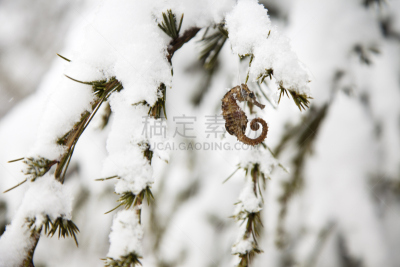 海马,松树,水平画幅,雪,户外,自然美,冬天,尾鳍,尾巴,叶子