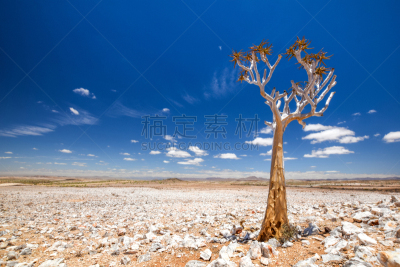 鱼河峡谷,芦荟树木,纳米比亚,自然公园,肉质植物,全景,非洲,南部非洲,树