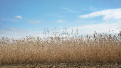 日本,风景,潘帕斯大草原,田地,芒草,石川县,滩涂,簇叶从生的,外壳,天空