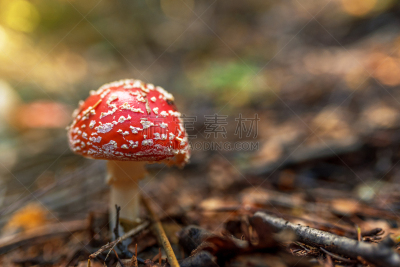 鹅膏菌,背景,特写,自然,红色,孢子,苔藓,夏天,靴子,白色
