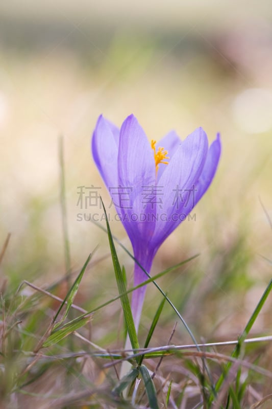 番红花属,风铃草属,垂直画幅,草地,无人,纯净,户外,飘然,脆弱,田地