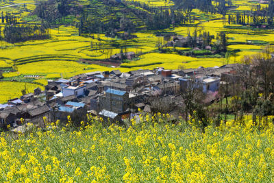 田地,乡村,油菜花,山,罗平,云南省,芸苔,水平画幅,东亚,户外