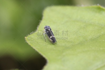 吹沫虫,自然,野生动物,水平画幅,无人,动物学,丑陋,户外,生物学,特写