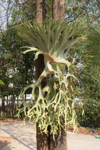 水龙骨科,Deer Fern,甘草蕨,自然,垂直画幅,无人,小册子,热带雨林,户外,花