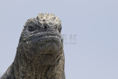 伊莎贝拉岛,加拉帕戈斯群岛,海鬣蜥,埃斯帕诺拉群岛,鬣蜥蜴,已灭绝生物,恐龙,厄瓜多尔,野生动物保护,水平画幅