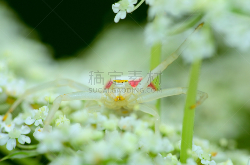 蟹蛛,秋麒麟草属,黄花蛛,自然,野生动物,水平画幅,小的,蜘蛛纲,怪异,特写