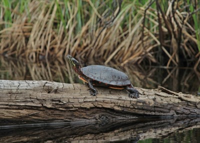 western painted turtle,密歇根州半岛,painted turtle,密歇根,海龟,自然,水,野生动物,美国,水平画幅