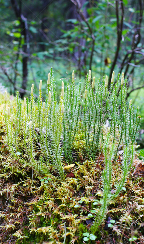 石松科,特写,植物学,组物体,苔藓,秘密行动,冻原,雪松,垂直画幅,无人