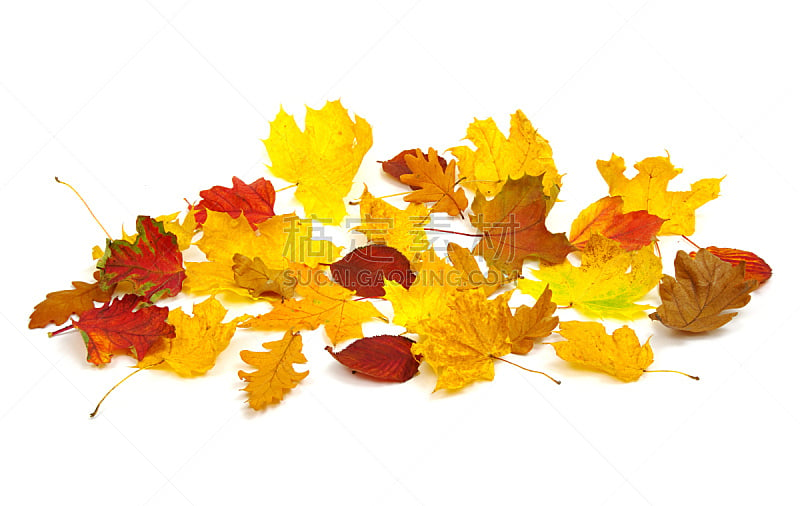 秋天,叶子,自然,水平画幅,绿色,无人,白色背景,背景分离,活力,白色